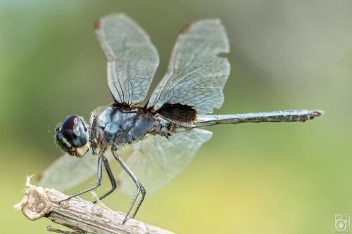 Réf. 247 118 : Urothemis edwardsii
